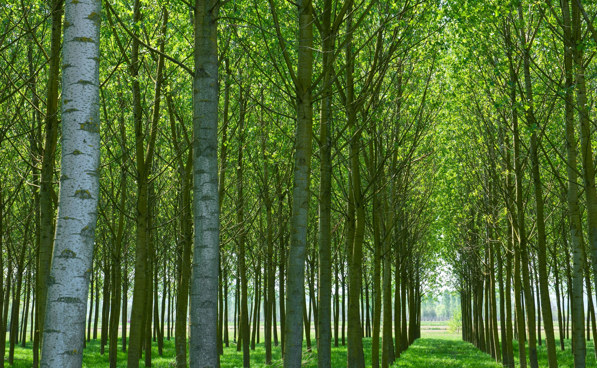 Wood - a source of energy for future generations